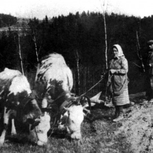 1942 - sázení brambor na Fleku